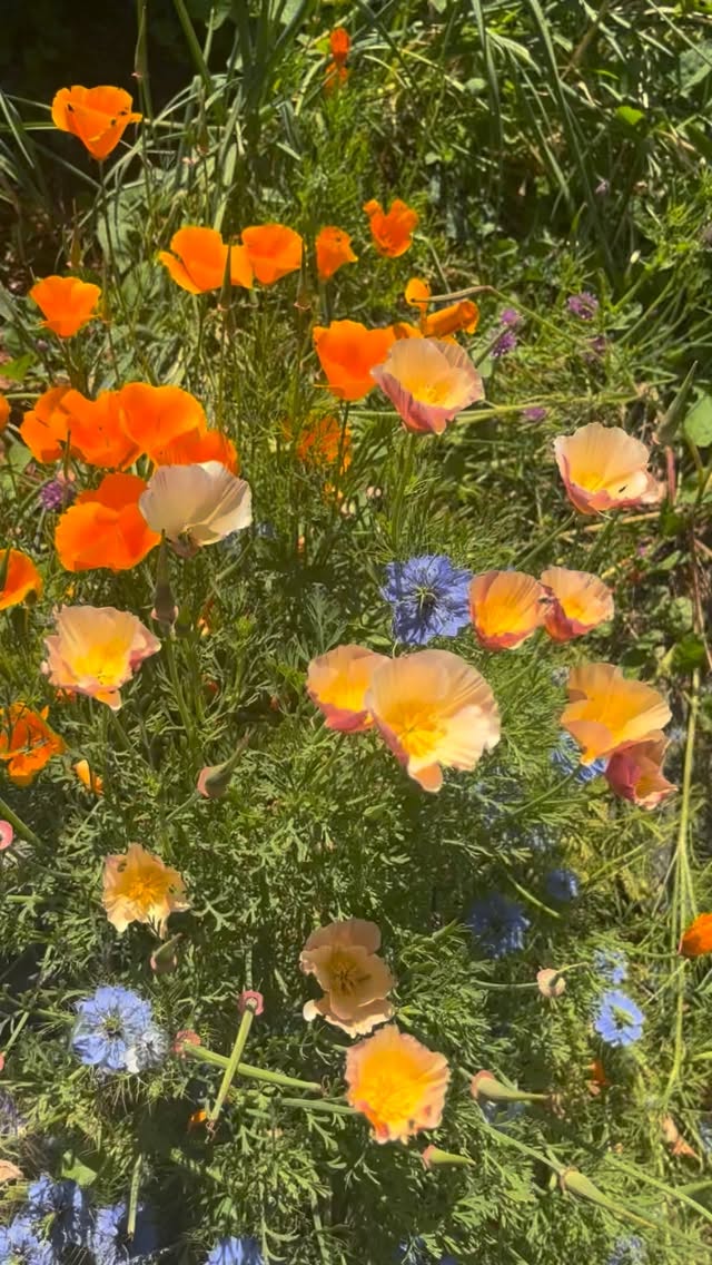 I was gone for 2 weeks and the garden is *popping*
.
.
.
#garden #summer #california