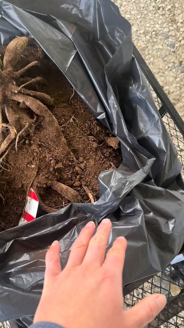 How we prep our winter stored dahlias for field planting. I decided to divide my dahlias this spring instead of back in the fall. There is no right or wrong time to divide. I stored them in our temperature controlled garage over the winter in crates that were packed with peat moss, and experienced only losing one tiny clump/variety to rot, so storage was a success.
Once we take our dahlia clump out of the crates, we hose them off to clean them. We then start the dividing process and are looking for growth points or what we call the “eyes”, this is where the plant will start to produce its stem. You can see that some have already started to wake up and grow, which is great and makes it easier to see where to divide the tuber.
Dahlias are a great investment, as some tubers and rare varieties can be costly I was able to turn my 100 dahlia tubers from last year into over 700 tubers this year! Just took some elbow grease.
Once you have your tubers divided (you can also plant them back in the ground into the clump if you want and skip dividing if you don’t need more single plants) it’s time to get them in the ground and you should space them atleast 12” apart and dig them down 5-6”. Make sure there is no heavy rain on your forecast as tubers can rot if too much moisture, you also don’t want to water until you finally see green sprouting.
Then for the hardest part, waiting for the blooms! Dahlia season is typically August until the first fall frost, but boy are they worth it!
Thanks for reading and watching and hope you learned something new today 💕🌸
#dahlias#dahliadividing#growingseason#michiganflowerfarm#themoreyouknowthemoreyougrow🌱