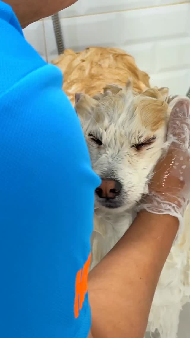 From bath time to nail trims and everything in between, our Basic Grooming covers the essentials to keep your furry friend fresh, healthy, and cuddle ready! 🧡🐾 #wagginized #petgrooming #doggrooming