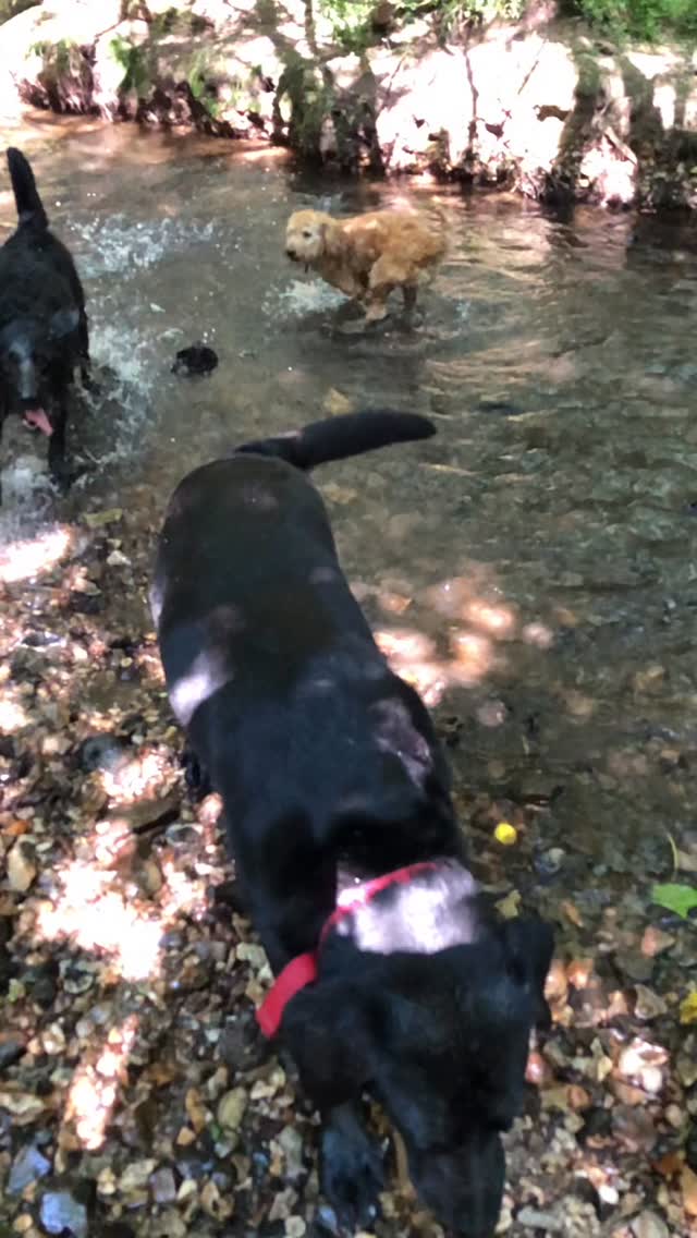 Fetching me stones and keeping cool 😎
