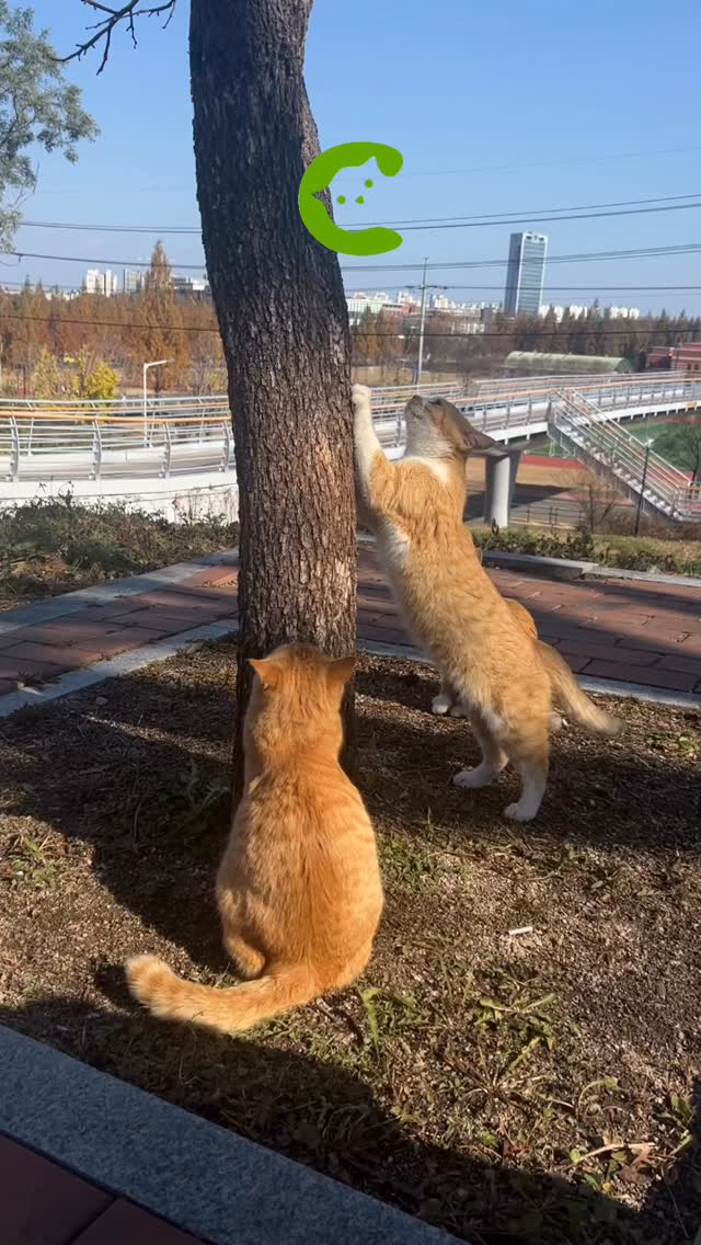 A neighborhood committee meeting was observed this morning.
NO OFFICIAL STATEMENT HAS BEEN RELEASED. š¢
#catswoppr #catspotting #streetcats