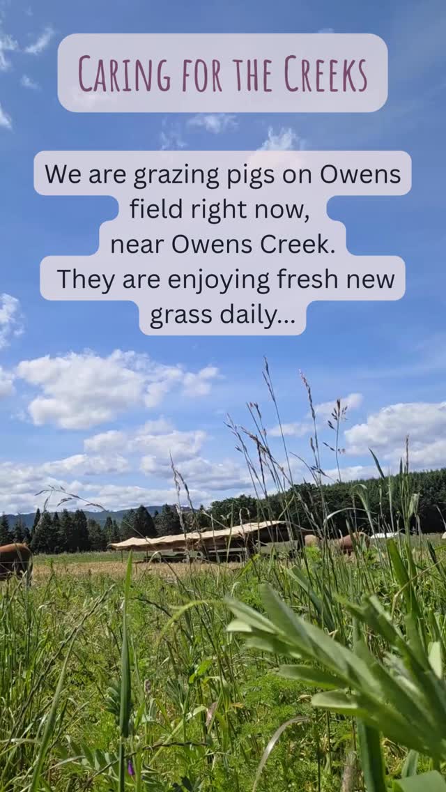 Regenerative farming is all about the soil! Healthy soil feeds our animals the best food possible, which means we serve you the healthiest food from our farm. Link in bio to our store, Full Farm CSA, where you can purchase hyper local, regenerative and organic farm-fresh food.