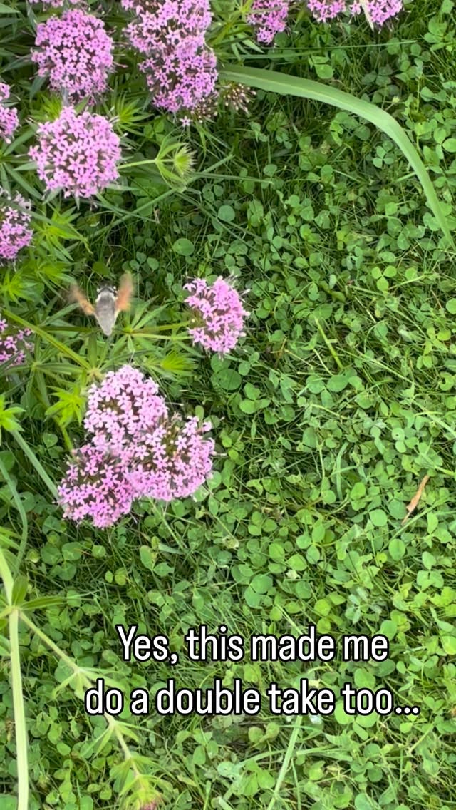 👩🏽🌾 Yes, this made me do a double take too... 🌸
I spotted this incredible hummingbird hawk-moth while walking around a client’s garden, discussing plans for their flower borders. For a moment, I genuinely thought I was looking at a tiny hummingbird.
Despite the name, it’s actually a moth. They can hover in mid-air while feeding, beat their wings incredibly fast, and are active during the day rather than at night. Many travel to the UK from southern Europe, and they’re particularly drawn to nectar-rich flowers.
A lovely reminder that even while planning a garden, nature often steals the show.
Have you ever spotted a hummingbird hawk-moth?
#thegranarygarden #wildlifegarden #hummingbirdhawkmoth #pollinatorfriendly #gardendesign