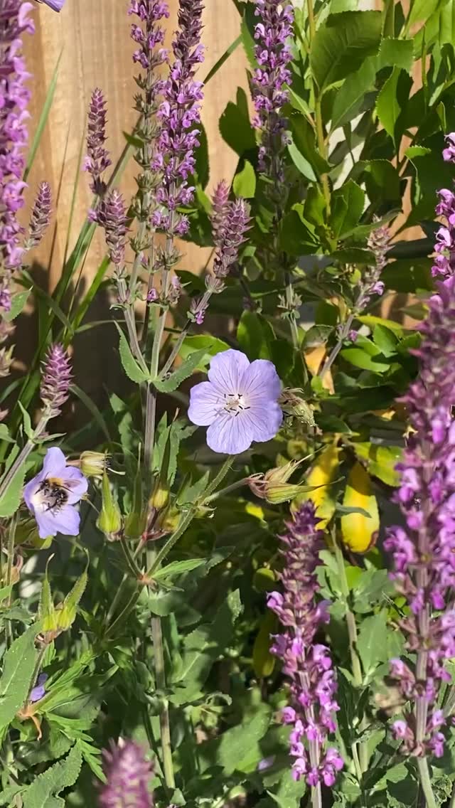 Meadow cranesbill is a wildflower geranium that looks fabulous with grasses and perennials in a mixed border. 🌸
Perfect for wildlife-friendly gardens and meadow areas, it attracts lots of different bees and bugs and can grow up to 90cm tall.
It’s a perfect way to add more wildflowers into the garden.
We have this lovely plant available to local customers - Welling, Eltham, Bexley, Greenwich + more. See our plants page on the link in bio ⬆️.
#se9 #selondon #wildflowersofinstagram #welling #bexley