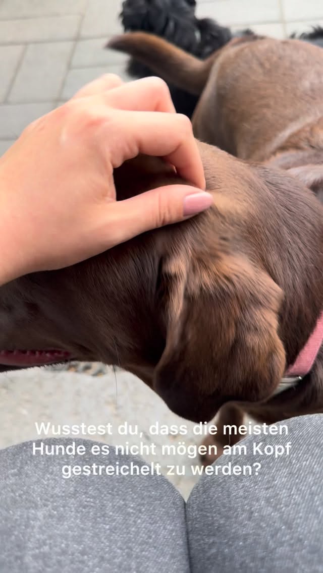 Warum mögen viele Hunde es nicht, am Kopf gestreichelt zu werden?
•
Für uns Menschen ist es oft die erste Reaktion:
Hand ausstrecken und über den Kopf streicheln.
Für viele Hunde kann das jedoch unangenehm oder sogar bedrohlich wirken:
-> Eine Hand, die von oben auf den Kopf zukommt, kann von Hunden als aufdringlich empfunden werden
-> Besonders fremde Hunde weichen häufig zurück, drehen den Kopf weg oder lecken sich über die Nase
-> Viele Hunde bevorzugen Berührungen an der Brust, an den Schultern oder am Rücken statt direkt am Kopf.
•
Jeder Hund ist individuell und manche genießen Kopfstreicheleinheiten, andere nicht.
Achte deshalb immer auf die Körpersprache deines Hundes und respektiere seine Grenzen.
•
Wo lässt sich dein Hund am liebsten streicheln?☺️
•
Teile diesen Beitrag gerne, damit so viele Hundemenschen wie möglich davon erfahren ☺️