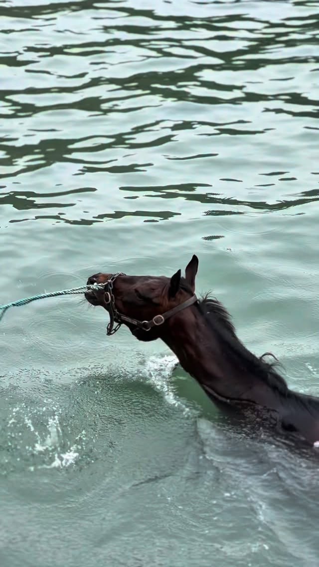 Another day, another double🥇🥇
BALLYADAM doing his pre race preparation last week…before breaking his flat maiden convincingly this afternoon at @listowelraces - at 11 years old, with 5 top 5 Cheltenham Festival finishes, he really is the gift that keeps on giving ❤️💙🤍
TIM TOE was equally as impressive when making it 2 from 3 on the flat, on his first start over 1m 💜🩵🤍
Great to have the horses in such good form and running so well over the last couple of weeks🤩