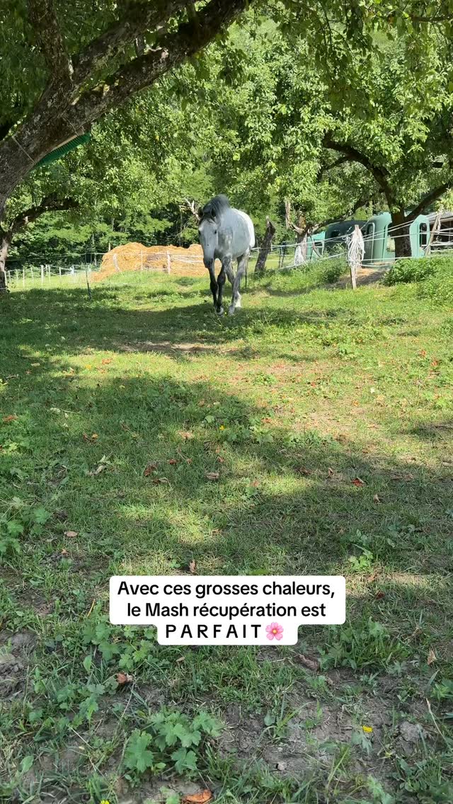 Notre Mash Récupération sans céréales est l’allié parfait pour les chevaux lors des fortes chaleurs ou des séances intenses. 🌸
Grâce à des ingrédients riches en minéraux, oméga-3 et antioxydants, il favorise la récupération tout en douceur, sans surcharge digestive. 🌿
Ce Mash est 100% naturel, avec des ingrédients de qualités et des compléments alimentaires. 🥰
Nous avons aussi développé d’autres Mashs : Articulation, Digestion, Respiration et Reprise d’état.
Ton cheval l’a déjà go