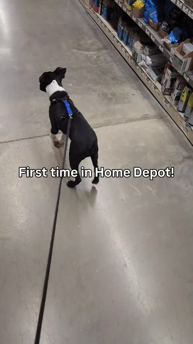 First Home Depot run went so well!
Follow me for more puppy parenting tips every week 🐕
