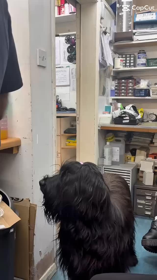 A day in the life of our hardest worker 👑🐾 #hillsjewellers #ilovelocal #jewellery #frenchbriard #shopsmall