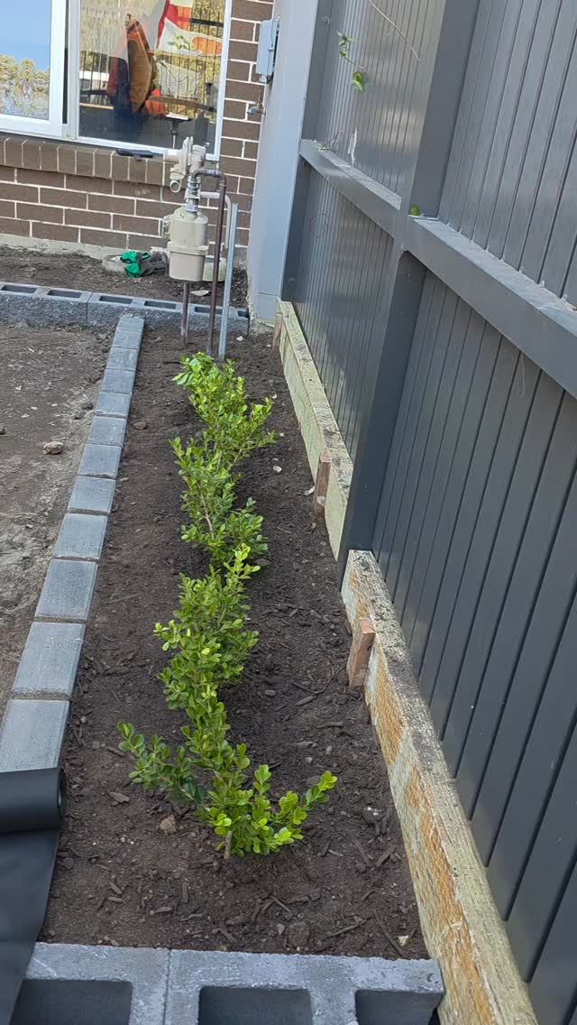 The real MVP of this garden bed is hiding is Mr Limestone pebbles 👀🤍 limestone or mulch? 👇
#gardening #pebbles #beforeandafter #australia #australiagram