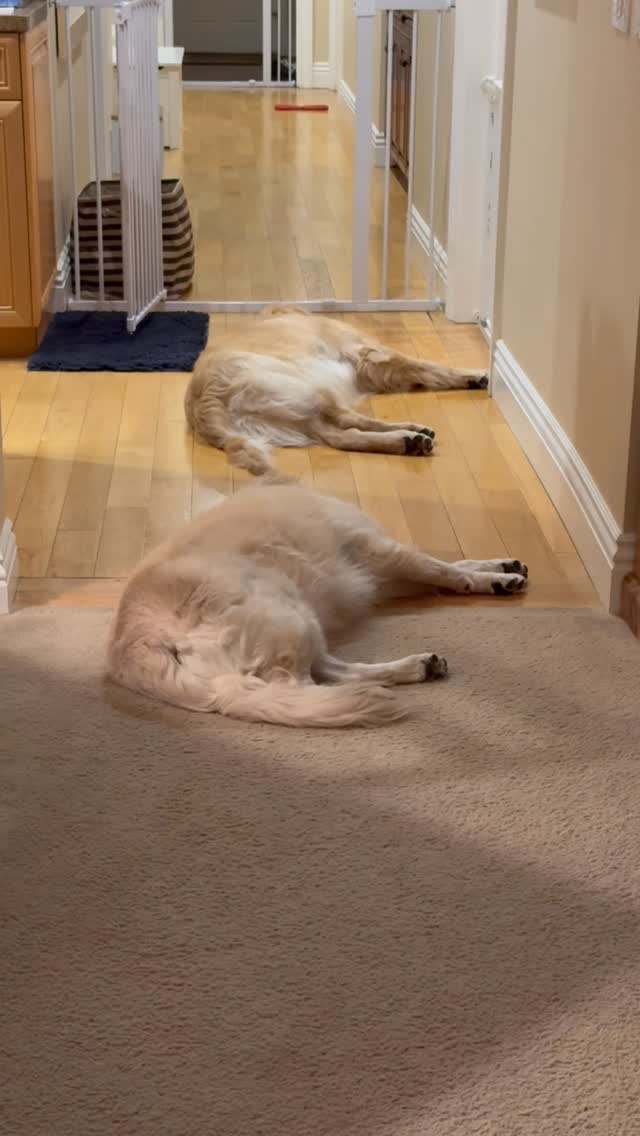 In sync. 🐾🐾
Harley is a golden retriever allergen alert service dog trained to detect peanuts for her peanut allergic human. Harley is also known as Detective Harley, F.A.D.D. Food Allergy Detection Dog®️. Cody is her giant little brother and is training to be just like her. Joey was, and always will be, our one and only Treat Distribution Supervisor. We help food allergy families navigate snacks, restaurants, and food allergy life, one whiff at a time.
🐾 This account is for information only. You should be certain to conduct your own research to ensure your safety from your allergens.
🐾 We encourage sharing our content to help educate and spread food allergy awareness.
#foodallergies #servicedog #goldenretriever