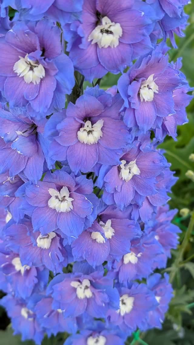 It's an extraordinary year for Delphiniums here at Black Shed! We have lots available these next two weeks!
Ours are almost all New Millennium Hybrids, grown from the most excellent seed sold by @jelittoseeds.
Originally bred by the Dowdeswell family in New Zealand, these are real super stars. Often first year flowering, they go from strength to strength. Cut them hard back ( or, preferably, sell all the stems!) and you will be rewarded with shorter but very useful stems all summer.
Come and see them, pyo, or let us create a spectacular bouquet for you!
We're open every day, along with our lovely neighbours @thefarmyardkitchen and @hunts_foodhall
#blackshed #flowers #flowersfrom the farm