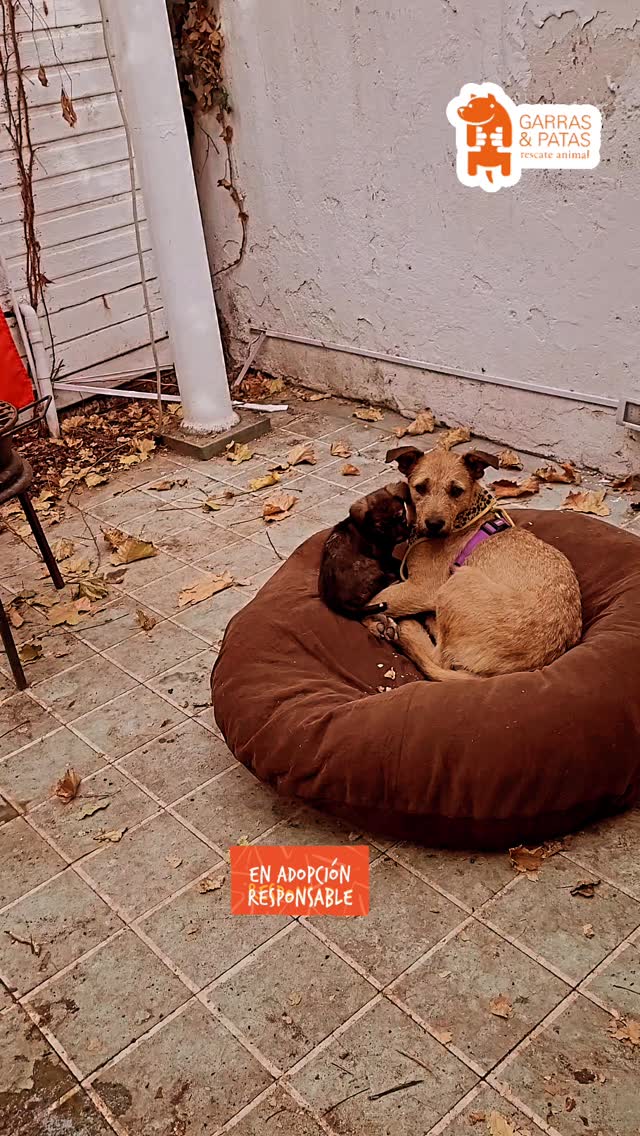 ¿Adoptas a la perrita mamá?
967269728