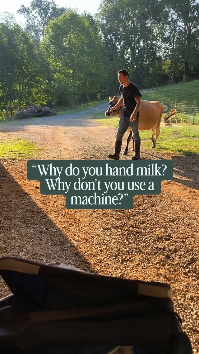 Why do we hand milk? Well I’ll tell ya.