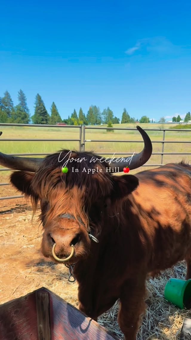 Your weekend in Apple Hill starts here. 🍎🐮
The petting zoo is open, the music is playing, and we’ve got plenty of good food and drinks waiting for you.
🍋 Fresh lemonades
🥤 Apple cider shakes
🍺 Apple Shandys
🥂 Apple Cider Mimosas
🍔 Food from the grill
🎶 Live Music
🐐 Petting Zoo
Saturday 10–7
Sunday 10–5
Bring the family, grab a drink, meet the animals, and spend the day at Pine-O-Mine Ranch.
📍 Apple Hill