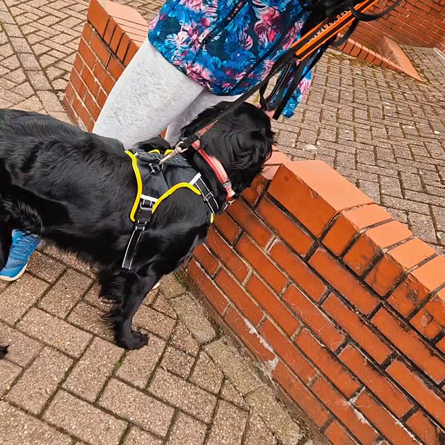 A lovely evening #mantrailing in #Macclesfield Town.
Team Raven were fresh from their latest assessment having passed with flying colours (congratulations!). So we treated them to their first moving target! This is always a tricky puzzle for our dogs and Raven was great to watch trying to work out what was happening to the scent around her. A couple of passes and she had it, narrowing down the actual source of the scent! Well done Team Raven 👏 👍 🙌
Team Tarka completed a perimeter for a multi-directional start. Hard surfaces, a strong gusty wind and overlaid scent provided plenty of challenges. Tarka worked hard to locate her split runners as one of the group had heavily contaminated the trail. On the right trail she ignored the decoy and went straight to her runner for a well-deserved reward. Great work Team Tarka 👏 👏 👏
Tilly was a little less focused than she has been and wanted to spend a bit more time on her 'doggy social media', but that didn't stop her working through some really complex overlaid scent to start her first trail. Some good decisions and her calm and methodical style paid dividends! She finished on a lovely pet trail with plenty of difficulties thrown in by the 'hidden' dog. Great work Team Tilly 👏 👍 👌
And it was lovely to welcome a new team too. Having completed a couple of trails with mantrailing global, they adapted brilliantly to the slightly different approach and finished their day with a couple of junctions and their first ever pet trail too. Great work from this team. 👏 👏 👏
The next session with availability is #Wilmslow Town evening of 23rd June.
Come and join the fun... all experience levels are welcome. www.dogtrailing.co.uk