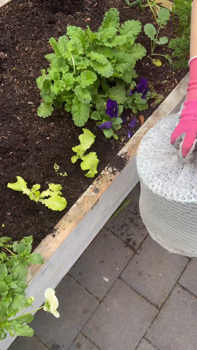 Warm up your veggies with diy cloches. I have had so many DM’s from the latest reel with @tuigardenandhome (frost protection). So here’s a bit more information (also loads on my grid too).
Product - Mikroclima or Micronet onto metal waste bins. Make sure you use bins that have a wide mesh opening, like the video shows.
You can also use these in summer to keep the white butterflies off your seedlings then remove when old enough.
Iv had these for 5 years.
Microclima or micronet is a frost cloth but not that flimsy frost cloth fabric that breaks after a year. Buy this stuff, it’s double the price but if you do the maths…longevity wins.