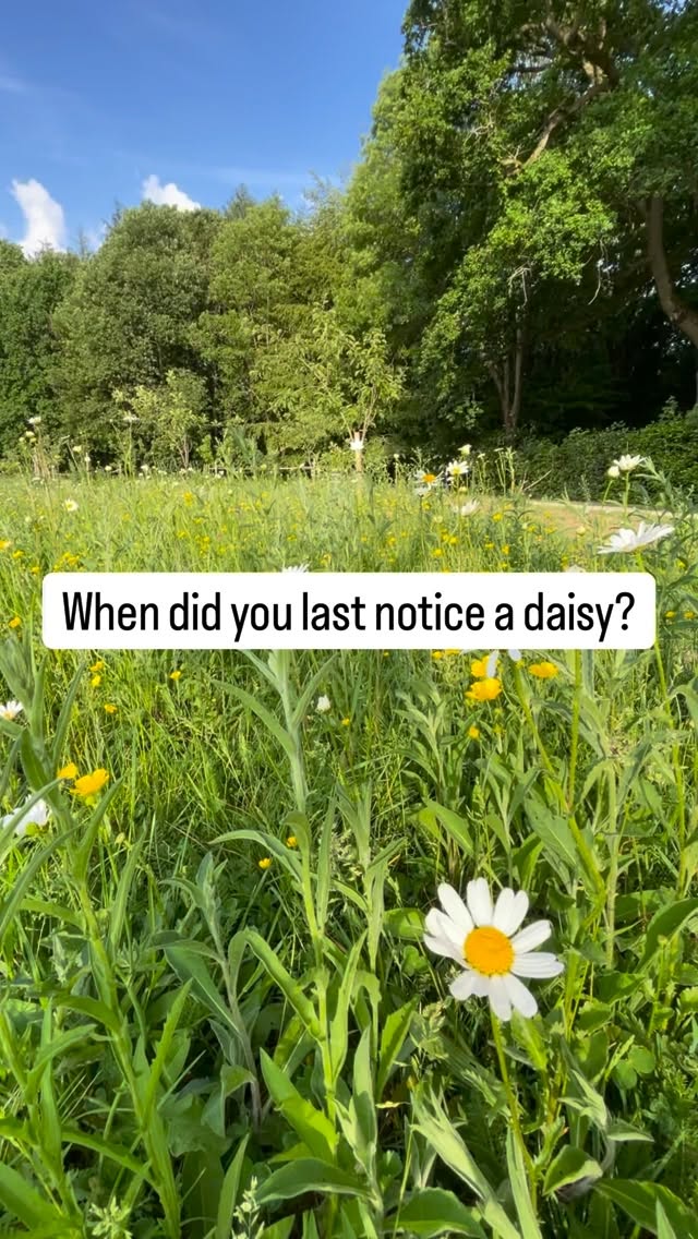 🌼Something in you already knows this.
Daisies have been close to my heart since I lost Frank my dog two summers ago. It was daisies that kept catching my eye, small, quiet, insistent. A reminder that life carries on, gently and whispers from Frankie were all around 💛
Nature has a way of finding us when we need it most. Science backs this up too. Research shows that moments of quiet attention in nature, even just a few minutes, measurably reduce stress hormones and restore the parts of the brain worn down by constant noise and decision making.
There’s even a name for it. Attention Restoration Theory. The idea that nature doesn’t just relax us, it actively rebuilds our capacity to think, feel, and be present.
Not a luxury. Not a treat. A genuinely human need that most of us are quietly starving for.
So next time you pass a daisy 🌼 stop. Just for a second. Actually look at it. Maybe even have a chat.
The small things aren’t small. They’re the whole point. And that’s where it starts.
#ChilternSoundSpa #SoundHealing #Amersham #TheChilterns #Buckinghamshire