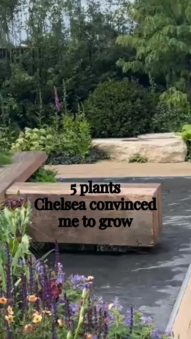 👩🏽🌾 5 plants Chelsea convinced me to grow 🌿
After my first visit to Chelsea Flower Show, these were the plants I couldn’t stop thinking about.
🌼 Geums
The perfect cottage garden perennial, with flowers that seem to float above the border. For months of colour and pollinator friendly blooms
💜 Violas
Delicate, cheerful and brilliant for filling gaps with colour over a long season. Adding to that cottage garden feel.
🌾 Quaking grass
Movement, texture and that soft, naturalistic look that appeared everywhere at Chelsea.
🌸 Cosmos
An easy favorite with clouds of blooms and flowers for cutting.
🌷 Nemesia
Beautiful scent, masses of flowers and a surprisingly long flowering season.
These are all finding a place in my garden this year.
Which one would you add to yours?
#thegranarygarden #chelseaflowershow #cottagegarden #cutflowergarden #gardeninspiration