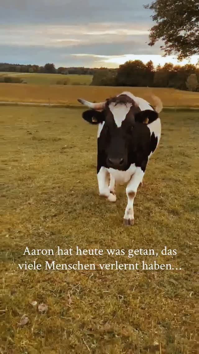 Aaron hatte heute eigentlich etwas ganz anderes vor 💚
Neugierig und voller Lebensfreude kommt er auf Reinhold zugelaufen.
Vielleicht in der Hoffnung auf ein Spiel, ein wenig Aufmerksamkeit oder einfach einen gemeinsamen Moment.✨
Doch dann ist da plötzlich dieses seltsame Ding in Reinholds Hand. Ein Handy.
Aaron schaut, überlegt kurz und trifft seine Entscheidung:
„Na gut, dann eben nicht.“
Und schon zieht er weiter, auf der Suche nach etwas, das gerade vielleicht spannender ist.
So unscheinbar dieser Moment auch wirkt - er erzählt eine große Geschichte.
Denn Freiheit zeigt sich oft NICHT in großen Gesten.
Sondern darin, selbst entscheiden zu dürfen.
Ob man Nähe möchte oder Abstand.
Ob man spielen möchte oder ruhen.
Ob man bleibt oder weiterzieht.
Für viele Rinder sind solche Entscheidungen keine Selbstverständlichkeit.
Ihr Leben wird oft von anderen bestimmt - wann sie gehen, wann sie stehen und wohin sie müssen.
Hier darf Aaron einfach Aaron sein.
Neugierig.
Verspielt.
Eigenwillig.
Und vor allem frei.
Vielleicht berührt uns das so sehr, weil wir alle verstanden werden möchten in dem, was wir gerade brauchen.
Weil auch wir uns wünschen, manchmal einfach unseren eigenen Weg gehen zu dürfen.
Heute hat Aaron genau das getan ❤️
Und genau deshalb ist dieser kleine Moment so unscheinbar-wunderschön ✨✨✨
#lebenshof #kuhklang #notyourmomnotyourmilk #govegan #tierrechte