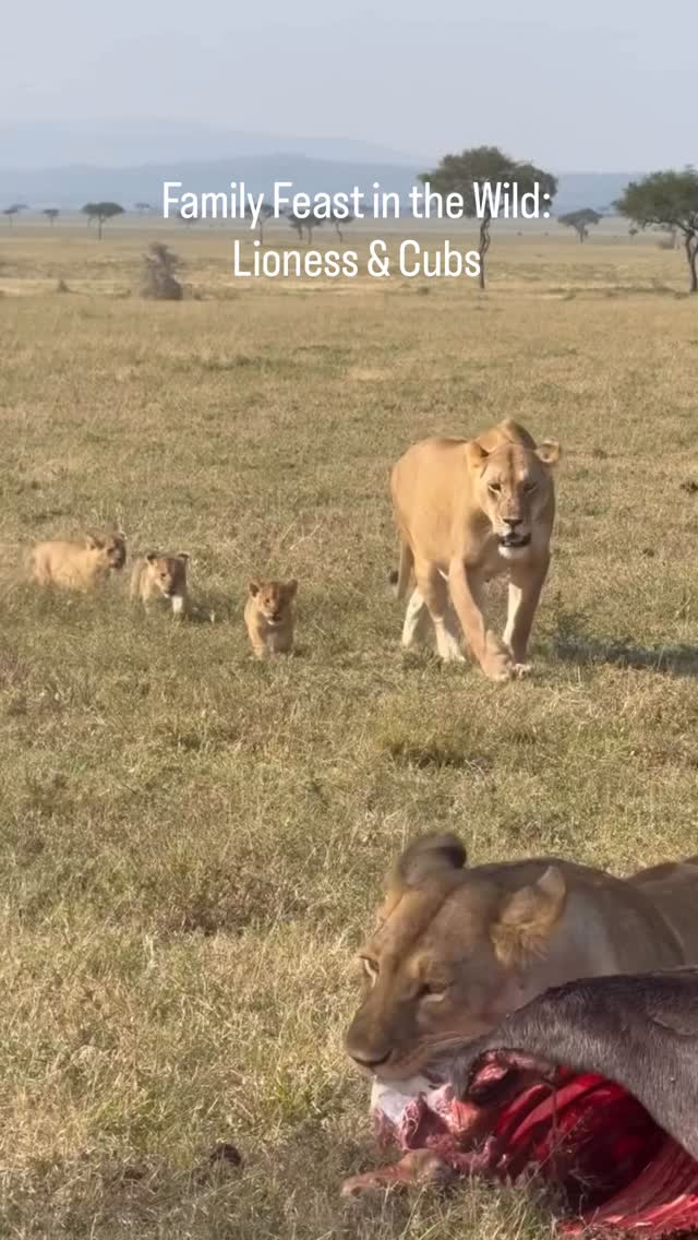 Family Feast in the Wild: Lioness & Cubs
A beautiful and powerful moment in Tanzania — a lioness feeding on a Wildebeest while another lioness arrives with her cubs to share the meal.
In the wild, every successful hunt helps feed the pride and gives young cubs a chance to grow and learn. These moments highlight the strong family bonds that make lions one of Africa’s most fascinating predators.
✨ Witness the real life of a lion pride on safari!
📲 https://wa.me/255744391567
🌍 www.meilleurtours.com
#MeilleurTours #Lioness #TanzaniaSafari #WildlifeExperience #LionPride