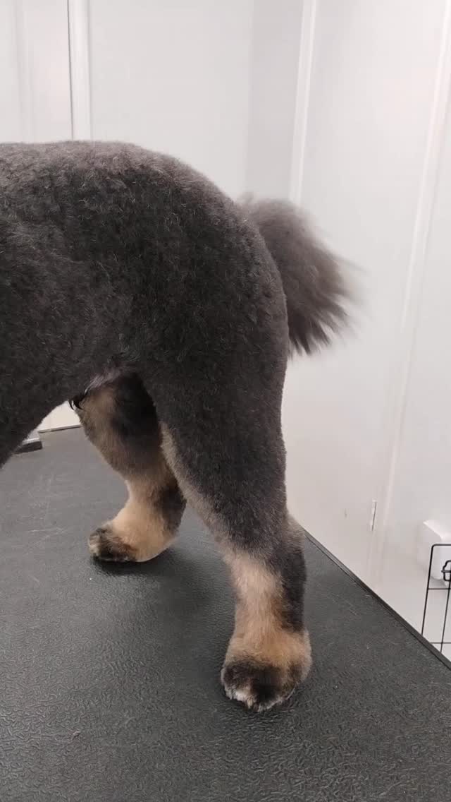 Tino’s tail was wagging so hard we thought he might take off and fly away with his adorable dino bandana 🦖✨ This happy doodle absolutely loves his spa days, and it shows every single visit.
#doodlegrooming #dinosaurbandana #luxurydoggrooming #sanmarcostx #happydoodle