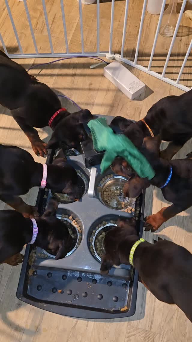 Desensitization at its finest.
Prepare your puppy for the world.
This drill should also help prevent resource guarding by teaching weird things can fly by their food bowls and nothing happens to their food.