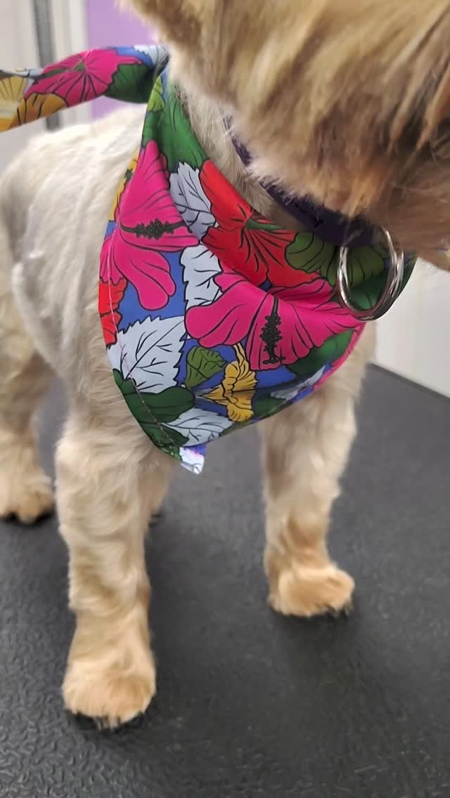 Mia gets a little extra time and care during her spa days to help accommodate her sore knees 💛✨ By taking things slow and keeping her comfortable, she always leaves feeling refreshed, relaxed, and young again.
#yorkielove #gentlegrooming #luxurydoggrooming #sanmarcostx #spadayfordogs