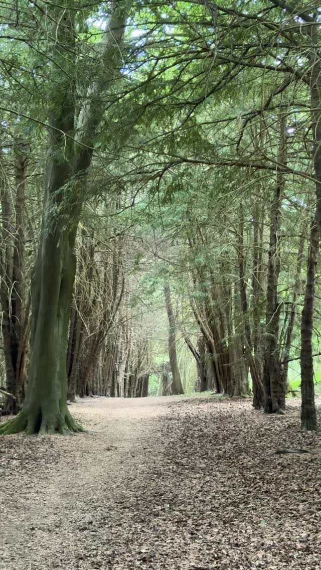 Woods • walking • weeds