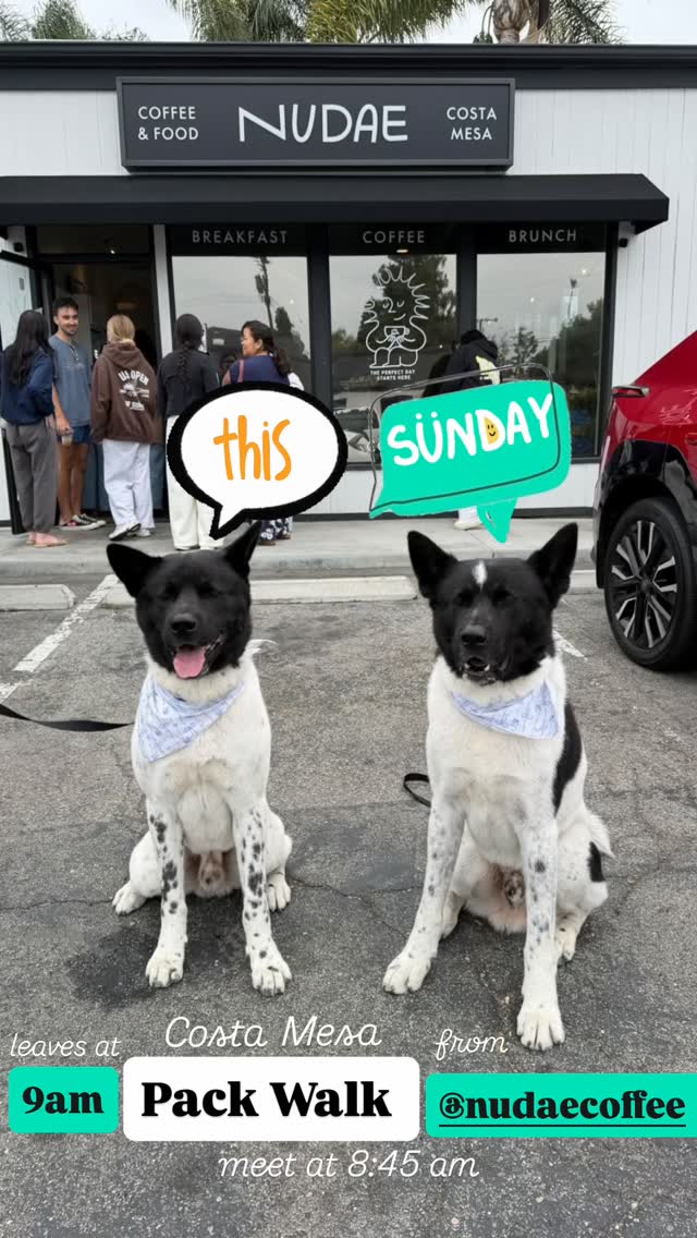 We’ll be in Costa Mesa THIS Sunday for our no-contact Pack Walk! 9 am departure! Please no retractable leashes and no dog intros. Thank you! ♥️ Meet us at @nudaecoffee in Costa Mesa at 8:45. We’ll head to Talbert Nature Preserve, and then circle back to the shop. About an hour walk, although if you want longer, there’s plenty to explore there. See you soon!
Have you signed our release yet? You only need to sign it once to attend any of our events and it can be found by clicking the link in our bio.
Our walks respect you and your dog’s need for space, help dogs learn to be calm around others and create an opportunity for us to meet and support each other. Walks among others can satisfy our dog’s need to belong and often lead to a long nap afterwards. And if you need help with any behavior challenges, we can offer suggestions to help you overcome or manage them. Please reach out!
Some of our dogs are scared. Some are shy. Some are reactive. Some are friendly, but learning how to be calm around others. We maintain these rules on our walks: a minimum of ten feet from others (unless dogs are together), one dog per handler, a six-foot or shorter leash (no retractables, please) and NO dog intros. It is everyone’s responsibility to keep their dogs safe and safely under control. If you can follow our rules, you are welcome to join us. Please feel free to use a muzzle if your dog would benefit from it. If you’re not sure if your dog would do well at a pack walk, please message us for more information.
#packwalk