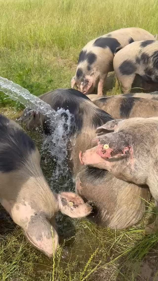 Jule @jule.anr lässt es regnen und die Bentheimer genießen die Abkühlung (sie können nicht schwitzen und nutzen Schlamm, Schatten und gerne auch mal so eine Dusche)! Aber immer schön der Reihe nach