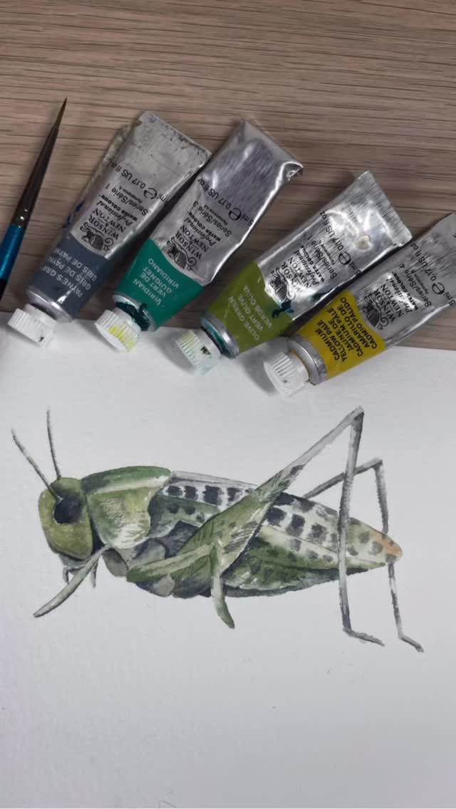 It’s hard to believe that a whole year has passed since I created my Insects Pack. I vividly remember completing an insect watercolour painting challenge, where I painted a different insect every day. Looking back now, it’s incredible how fast the year has gone!
It’s still one of my favourite packs. Do you have a favourite resource of mine? #homeschoolingmom #learningresources #animallearning #insectart #homeschoolresources