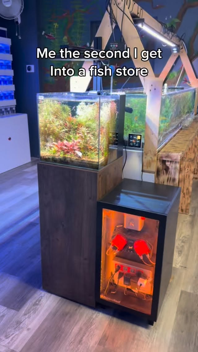 POV: Me the second I walk into a fish store 👀🐟
No plan.
No budget.
Just pure chaos.
Open today 11-6
Stock list:
https://www.undertheseanc.com/retail-store #reeftank #aquariumhobby #fishtank #reefaquarium #plantedtank