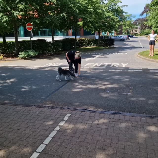 A gorgeous morning for #mantrailing in #didsbury today.
We had plenty of people so it felt right to involve as many as possible, so multiple runners were the theme of the day!
Team Misty were first up, methodically tracking down their split runners. Misty has been so much happier since we changed her style... she doesn't like a harness but as she is so considered with her trailing style, a collar works for her (and her teammate)! No second glance for the decoy, she went straight up to her runner even with a few additional decoys nearby. Great work Team Misty 👏 👍 👌
With Charlie, we throw everything at him to slow him into thinking. Today's challenge was the instructor hand as the transferred scent article, the usual array of difficulties but this time we had enough people for three runners. The two decoys were quickly eliminated but with the actual runner hidden on a different level he just had to keep working to solve the problem. And he did just that! Nice job Team Charlie 👏 👌 🙌
Team Hurley were also treated to their first split runner. Hurley is starting to air-scent and that shows in his more erratic style today as the scent swirled around corners of buildings and indeed at this location, underneath buildings. Sensitive handling and trust allowed him to work though all the challenges and come around a different side of the building. No problem with his split runner, a really confident indication for his reward. Great trails Team Hurley 👏 👍 👏
It was a pleasure to welcome Team Whisky today. As a rescue, he had to overcome that little challenge of approaching strangers. This is no small feat for some dogs but with a little patience and confidence given by his teammate he was on it. It will be good to see his style progress... today he did a little ground-scenting as he sought out clues. A great start Team Whisky, we look forward to seeing you very soon (thanks for booking straight on your next session!). 😀
There's limited availability in late June, and July and August sessions are now live so check out www.dogtrailing.co.uk for more information.