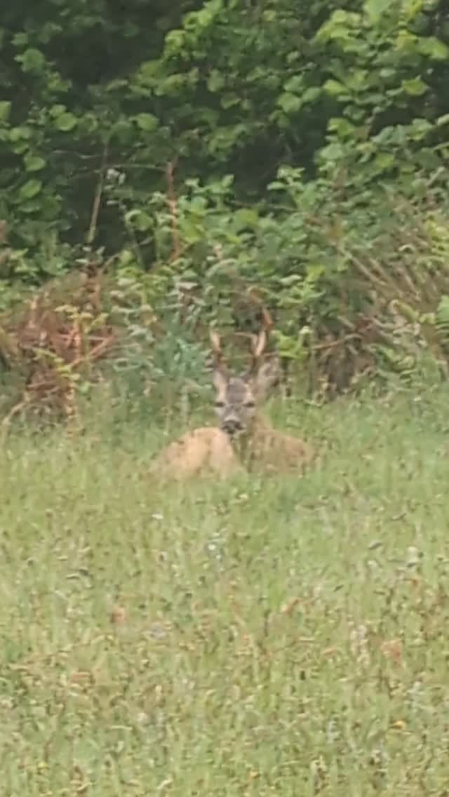 A little visitor enjoying the peaceful surroundings 🦌✨
Moments like these make a countryside escape so special. Wake up to nature, fresh air, and unexpected wildlife encounters right on your doorstep.
#HolidayCottage #CountrysideEscape #NatureLovers #StaycationUK