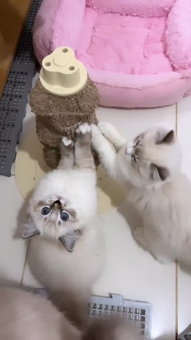 Bora arranhar 😹😹
#blumenkatzen #ragdoll #arranhador #filhotes