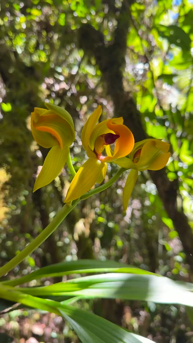 En El Palmeral protegemos las orquídeas silvestres.
#orquideas #oxapampa #elpalmeral_oxapampa #conservacion