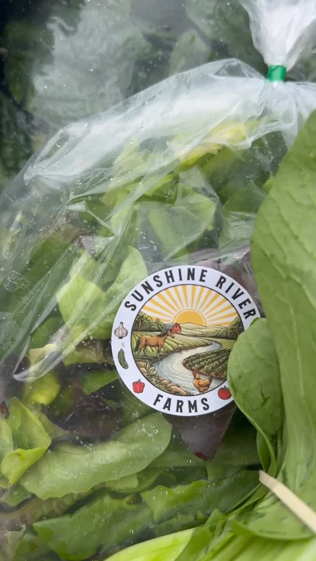 CSA WEEK ONE🥬
✨ Kale
✨ Scallions
✨ Radishes
✨ Baby Bok Choy
✨ Salad Mix
✨ Spinach
💚Shares are still available at sunshineriverfarms.com