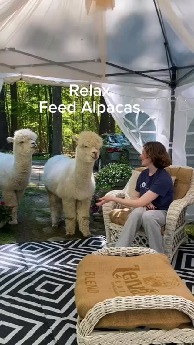 Relax. Feed alpacas.
#ruralmaine #mainevacation #midcoastmaine #thingstodoinmaine #boothbayharbor