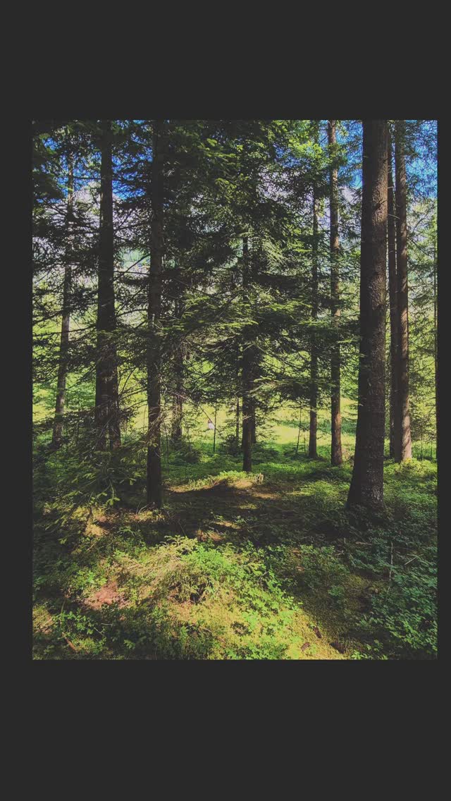 Liebe Baumfreunde, ich durfte gestern wieder eine Gruppe in den Wald führen. Es ist wunderbar und spannend zu sehen wie die Teilnehmenden am Ende entspannter, ruhiger, offener und fast ein wenig glücklicher zurück gehen. Ihr Handy vergessen, sich an kleinen Dingen freuen, mit Neugier die Natur wieder entdecken und zusammen Spaß haben. DANKE fürs dabei sein😊💚💚💚
#waldbaden#diebaumfachfrau