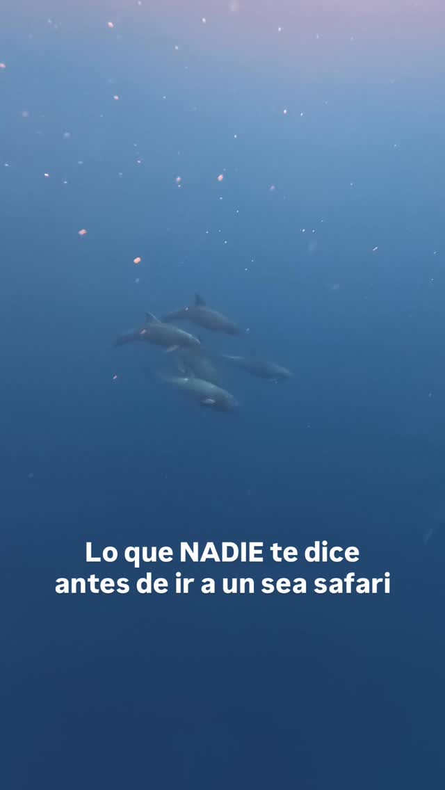 La paciencia es parte del plan. El mar no tiene agenda. A veces aparece algo en los primeros 5 minutos, a veces tardas media hora. Eso es exactamente como debe ser. 🙌🏼
Segundo: Te podría sorprender lo mucho que el mundo bajo el agua tiene para decir o hasta darte pistas de quién anda por ahí. 🪸
Por último, lo que ves desde la panga tal vez no es ni el 1% de lo que pasa abajo, descubrelo sin estar detrás de una pantalla.
¿Ya fuiste a un sea safari? Cuéntanos en los comentarios qué fue lo más inesperado que viste. 🪼
— ENG —
Patience is part of the plan. The sea doesn’t keep to a schedule. Sometimes something appears in the first 5 minutes, sometimes it takes half an hour. That’s exactly how it should be. 🙌🏼
Second: You might be surprised by how much the underwater world has to say, or even give you clues about who’s out there. 🪸
Finally, what you see from the panga is probably not even 1% of what’s happening below. Discover it without being behind a screen.
Have you ever been on a marine safari? Tell us in the comments what the most unexpected thing you saw was. 🪼
-
-
-
-
-
cabo san lucas, cabo wildlife, cabo ecotours, ecotourism, ocean conservation, los cabos, whale watching, naturaleza marina, marine education, ecotours, visit mexico, beach trip, ocean education, baja california sur, ocean life, fyp, ocean reels, ballenas en mexico, destinos en mexico, turismo sustentable, avistamiento de ballenas, pacific ocean, free dolphins, los cabos 2026, marine biology, marine mammal, wildlife biology, mexico wildlife, save the ocean