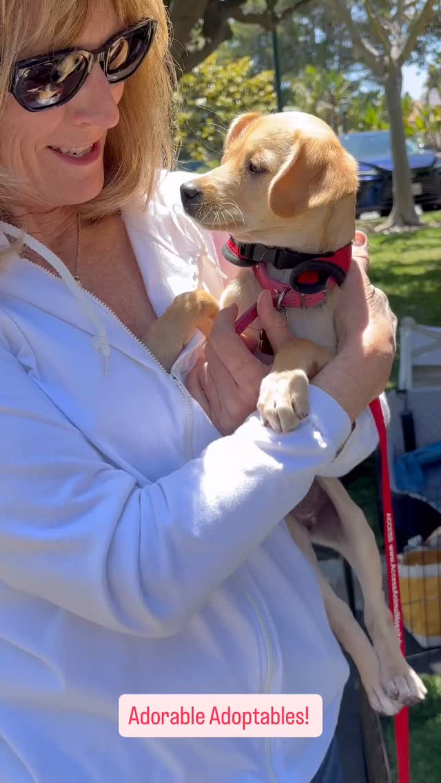 Wonderful Adoption Event today at Ocean Hills with our sweet little Robin getting adopted! We love getting new opportunities to introduce our Rescue and rescue pups to people in our community! ♥️🐾♥️
Next Saturday, June 6th, we'll be back at @cardiff_farmers_market from 10am-2pm with some of these adorable little faces you see here.
Lark, Birdie, Huxley, Pepper & Baby are being fostered locally as are our awesome shepherd mixes Sandy & Scooby!
We've got so many new rescue pups who are in all different stages of being medically vetted and who will be transported here soon, so stay tuned for new arrivals!
Please submit an application at: www.almarescue.org if you'd like to schedule a Meet n Greet with any of our dogs.
#adoptoceanside #adoptdontshop #doglovers #rescuedisourfavoritebreed #almarescue
