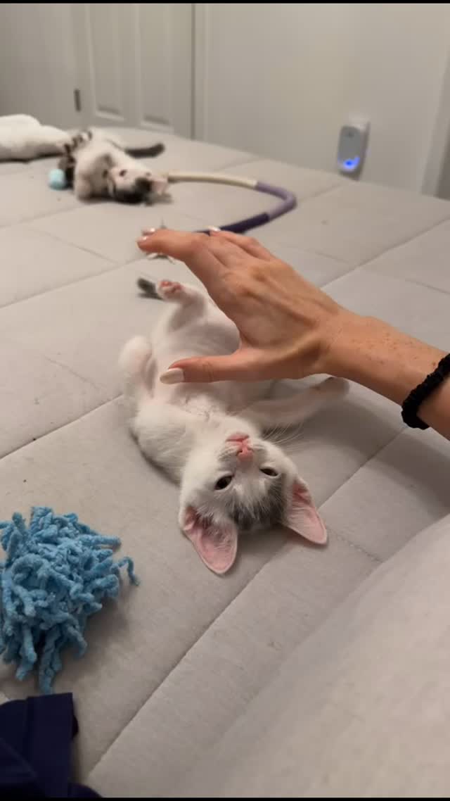 How cuuuute is Kimi from the Rugrat litter!? 🥹💜