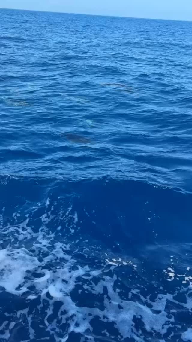 Did you know? Dolphins can swim up to 60 km/h!