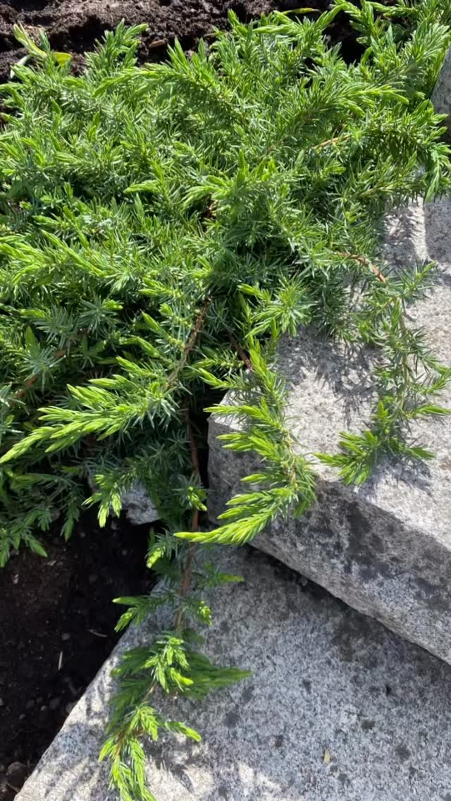 Planteringsdags igår hos Belinda & Robert🌿
En rådgivning för två veckor sedan kring några hopplösa planteringsytor med hål i och nyinköpta hortensior som inte hade någon plats, har det nu planerats och planterats!
Torra slänten med havtornsbuske fick ulleternell och kryp-enen ’Schlager’ som mjukar upp granittrappan fint!
Bergsskrevan ska förskönas med kaskadtimjan ’Odoratus’
Fick en idé under rådgivningen att det skulle vara vackert med en smal rabatt av sandkörsbär och tretandsfingerört längs muren på trappans andra sida som påsikt väller över kanten och bryter upp allt hårdgjort material. Kunden nappade!
Sist med inte minst fick några redan planterade hortensior sällskap av Kantnepeta, Glansälväxing, Stäppsalvia och lammöron. Har är det soligt och torrt i marken, flera ekar står nära, så de kommer få kämpa lite- men därav växtval.
I höst blir det trädplantering och inramning av pooldäck🙌
Måste bara säga att jag är så otroligt glad för mitt jobb som är fantastiskt kul, omväxlande och givande på alla sätt
🙏🙏🙏