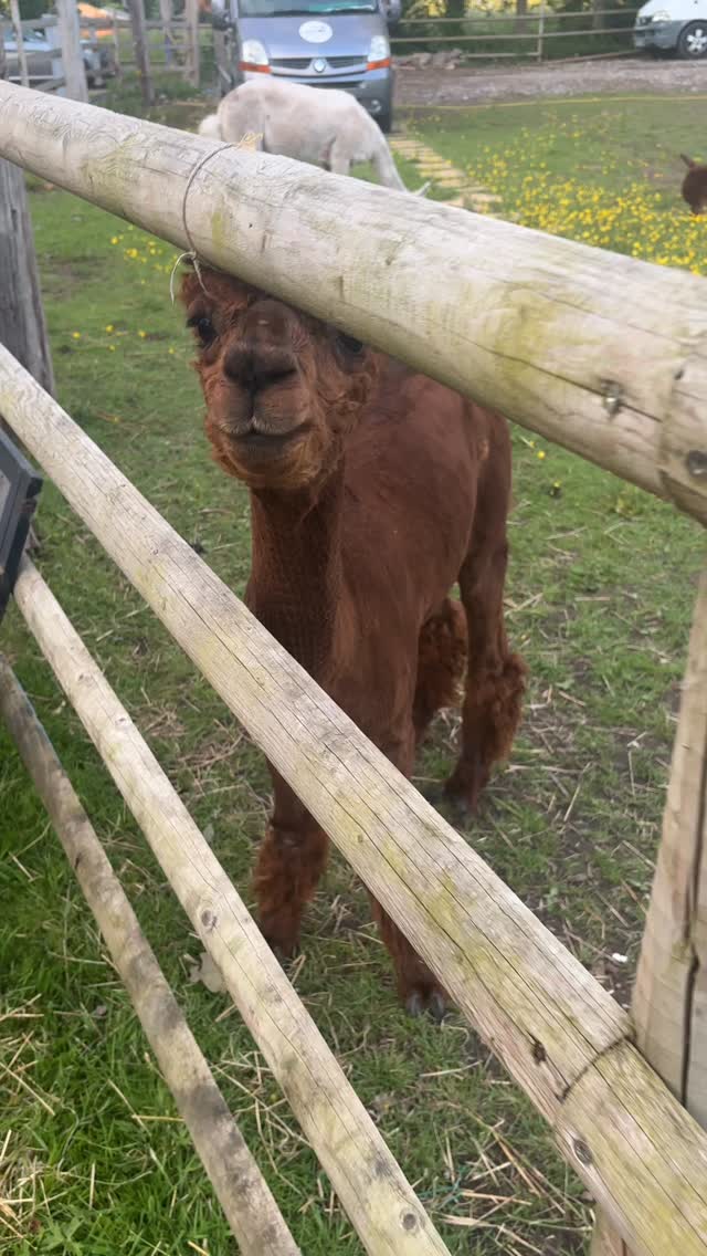 Ha the sound of him sniffing up... must like my perfume ๐คฃ๐
#alpaca