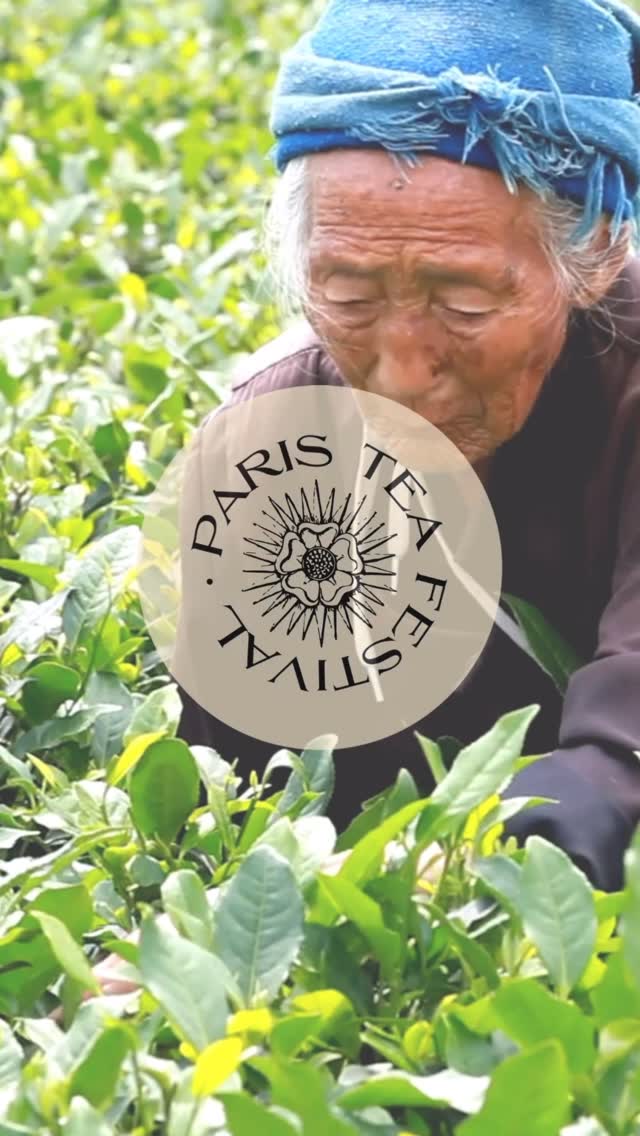🇫🇷🍃Pourquoi le Paris Tea Festival ?
Parce que derrière chaque tasse se cachent des paysages, des savoir-faire et des histoires qui méritent d’être racontés (Maria Kockmann)
🌿 Rendez-vous les 13 et 14 juin pour découvrir ce jardin et celles et ceux qui le font vivre.
🇬🇧 Why the Paris Tea Festival?
Because behind every cup are landscapes, skills, and human stories that deserve to be shared.
(María Kockmann)
When I began my journey into tea, I discovered far more than a beverage.
Behind every cup are landscapes, skills, communities, and human stories that too often remain unseen.
The Paris Tea Festival was born from a desire to give them a space to be seen and shared. A living garden where producers, artisans, tea houses, artists, and enthusiasts come together around a common passion.
Tea is both a product of the land, a ritual, a language, and a bridge between cultures.
🌿 Join us on June 13 & 14 and discover this garden and the people who bring it to life.
🍃 Paris Tea Festival ✨
🗓️ 13 juin 2026 • 11h-18h
📍 Le Grand Jardin du Thé Parvis de la Mairie du 15e arrondissement
Entrée libre
🗓️ 14 juin 2026 • 10h-19h
🏛️ La Grande Rencontre Maison Internationale de Paris
65 exposants • conférences • dégustations • ateliers • cérémonies du thé
🎟️ Billetterie disponible
#ParisTeaFestival #PTFouiouioui🔥 #ParisInfuse