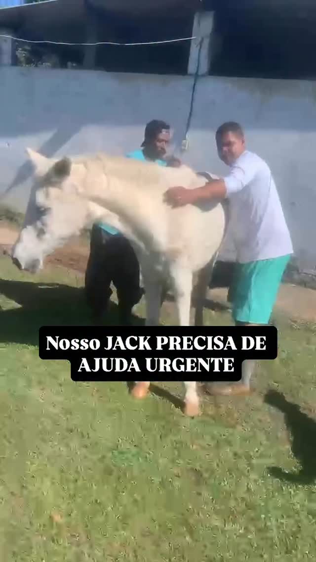 Urgente amigos, estou a caminho do sítio e já chamamos a Drª @juliarchervet
Jack teve um colapso, caiu e agora os nossos colaboradores estão tentando manter ele de pé
Orem muito e enviem boas vibrações para que ele continue vivendo conosco
Precisamos de ajuda financeira e sabemos que poucos se importam com os cavalos, mas sabemos que juntos e com cada real de cada amigo poderemos dar o tratamento e cuidados que ele vai precisar agora
🔑 🅿️ℹ️✖️: pixdogarra@gmail.com
🔑 🅿️ℹ️✖️: doar@onggarra.com
🔑 🅿️ℹ️✖️: onggarra@gmail.com
#jackgarrinho #cavalosdogarra #onggarra #garranimal