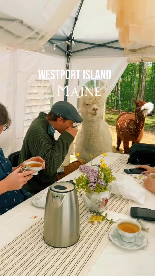 Afternoon tea with alpacas. 🦙🫖
#ruralmaine #midcoastmaine #mainelife #mainevacation