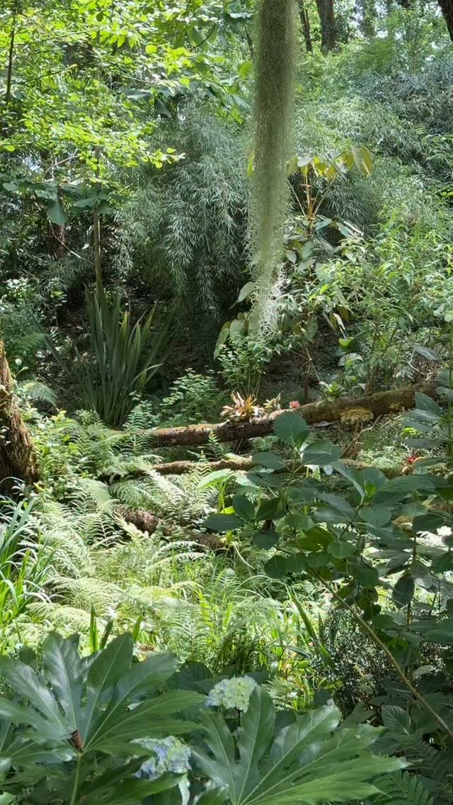 Canopée le plus grand jardin du jardin des barthes où règne une atmosphère tropicale surprenante pour le sud des landes
🌱la topographie escarpée n’a pas été modifiée sauf pour créer les cheminements minutieusement étudiés pour être confortables
🌱les coteaux ont juste été patiemment plantés de milliers de végétaux aux allures tropicales
🌱comme dans la jungle les feuillages sont verts
🌱la terre est tellement acide que tous les hydrangeas sont tous bleus sauf quelques blancs
🌱canopée est le royaume des oiseaux et c’est un bonheur d’y travailler
🌱parmi les feuillages qui accentuent l’effet jungle il y a les magonolias firmiana simplex, rhododendron macabeanum, tillandsia, scheffleras macrophylla, rhapidophyllum histrix et tant d’autres
#jardin #hydrangea #schefflera #tropicalplants #jungle